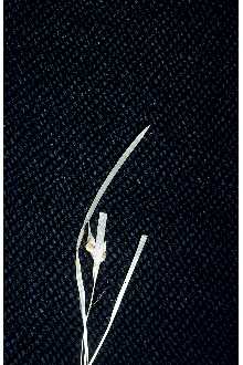 <i>Carex abscondita</i> Mack. var. glauca (Chapm.) Fernald