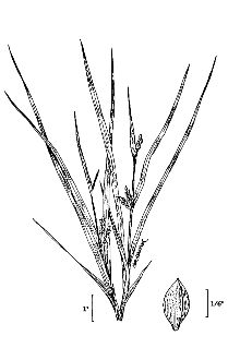 <i>Carex abscondita</i> Mack. var. rostellata Fernald