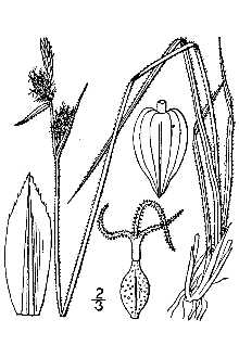 <i>Carex abbreviata</i> Prescott