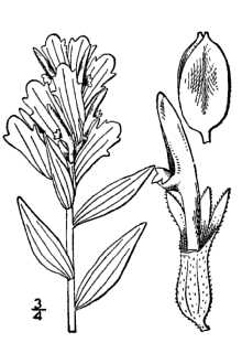 <i>Castilleja pallida</i> (L.) Spreng. var. septentrionalis (Lindl.) A. Gray