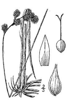 <i>Carex aenea</i> Fernald