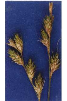 <i>Carex foenea</i> Willd. var. enervis Evans & Mohlenbr.