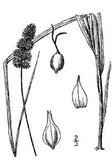 <i>Carex sparganioides</i> Muhl. ex Willd. var. aggregata (Mack.) Gleason