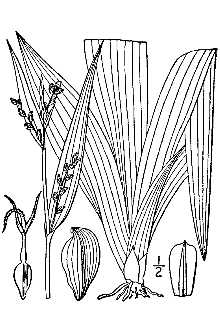 <i>Carex laxiflora</i> Lam. var. latifolia Boott