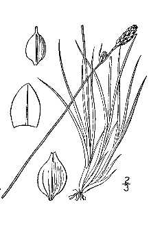 <i>Carex amphigena</i> (Fernald) Mack.