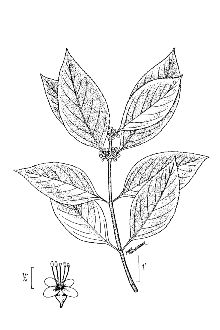 <i>Callicarpa americana</i> L. var. lactea F.J. Müll.