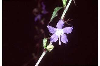 <i>Campanula americana</i> L. var. illinoensis (Fresen.) Farw.