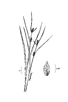 <i>Carex grisea</i> Wahlenb. var. amphibola (Steud.) Kük.