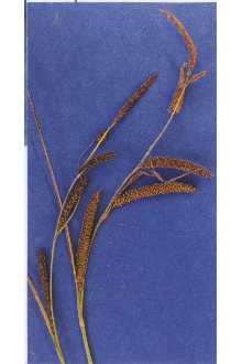 <i>Carex striata</i> Michx. var. erecta (Dewey) C.F. Reed