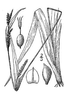 <i>Carex anceps</i> Muhl.