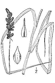 <i>Carex brachyglossa</i> Mack.