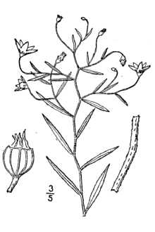 Marsh Bellflower