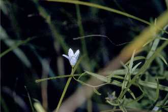 <i>Campanula aparinoides</i> Pursh var. uliginosa (Rydb.) Gleason