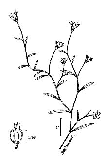 <i>Campanula aparinoides</i> Pursh var. uliginosa (Rydb.) Gleason