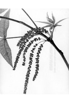 <i>Hicoria aquatica</i> (Michx. f.) Britton