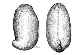 <i>Caragana fruticosa</i> (Pall.) Besser