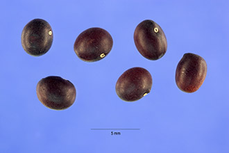 <i>Caragana arborescens</i> Lam. var. pendula Carrière