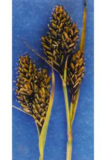 <i>Carex atrata</i> L. var. atrosquama (Mack.) Cronquist