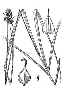 <i>Carex muehlenbergii</i> Schkuhr ex Willd. var. australis Olney ex L.H. Bailey