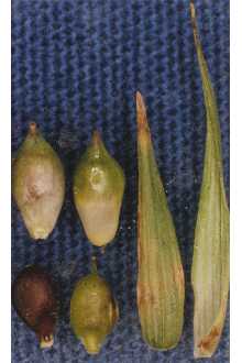 <i>Carex backii</i> Boott var. subrostrata (Bates) Dorn