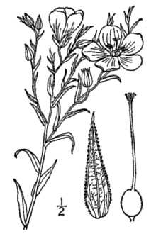 <i>Cathartolinum berlandieri</i> (Hook.) Small