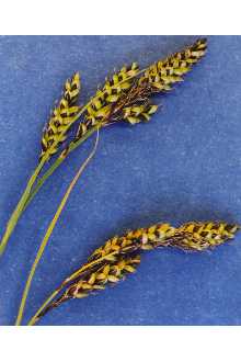 <i>Carex uncompahgre</i> L. Kelso