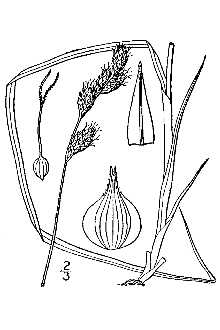 <i>Carex brevior</i> (Dewey) Mack. var. crawei (W. Boott) B. Boivin