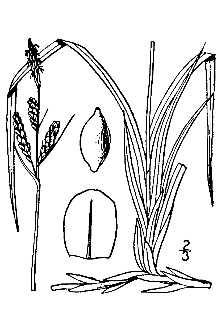 <i>Carex bigelowii</i> Torr. ex Schwein. ssp. hyperborea (Drejer) Böcher