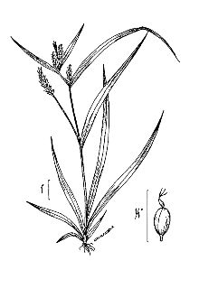 <i>Carex laxiflora</i> Lam. var. blanda (Dewey) Boott