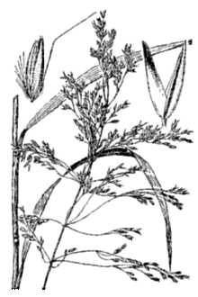 Bolander's Reedgrass