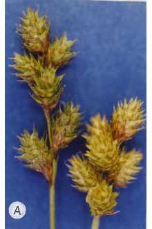<i>Carex festucacea</i> Schkuhr ex Willd. var. brevior (Dewey) Fernald
