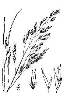 <i>Calamovilfa brevipilis</i> (Torr.) Scribn. var. calvipes Fernald