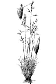 Shorthair Reedgrass