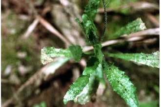 <i>Capsella rubella</i> Reut.