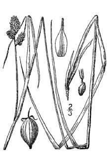 <i>Carex caroliniana</i> Schwein. var. cuspidata (Dewey) Shinners