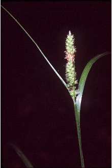 <i>Carex caroliniana</i> Schwein. var. cuspidata (Dewey) Shinners