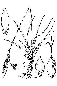 <i>Carex capillaris</i> L. var. major Blytt