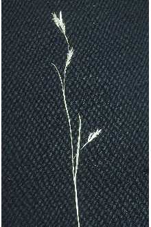 <i>Carex boecheriana</i> Á. Löve, D. Löve & Raymond