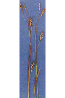 <i>Carex capillaris</i> L. var. fuscidula (Krecz.) Á. Löve & D. Löve
