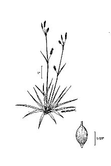 <i>Carex capillaris</i> L. var. fuscidula (Krecz.) Á. Löve & D. Löve