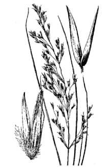Cain's Reedgrass