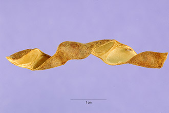 <i>Stenolobium caeruleum</i> Benth.