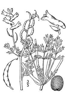<i>Corydalis micrantha</i> (Engelm. ex A. Gray) A. Gray var. australis (Chapm.) Shinners