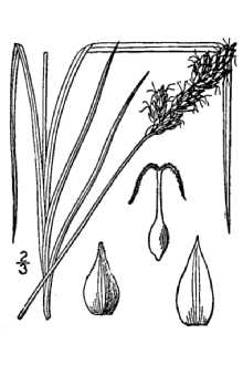 <i>Carex camporum</i> Mack.