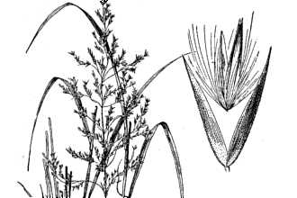 <i>Calamagrostis nubila</i> Louis-Marie