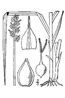 <i>Carex sparganioides</i> Muhl. ex Willd. var. cephaloidea (Dewey) Carey