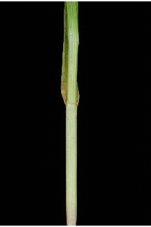 Oval-leaf Sedge