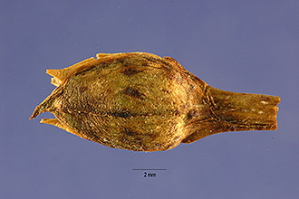 <i>Calandrinia ciliata</i> (Ruiz & Pav.) DC. var. menziesii (Hook.) J.F. Macbr.