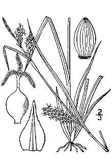 <i>Carex katahdinensis</i> Fernald