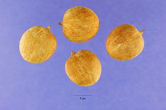 <i>Hicoria cordiformis</i> (Wangenh.) Britton